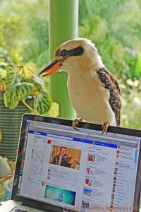 Check out this Feathered Facebook Fan